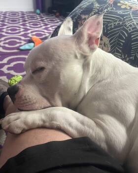 ZION -  American Bulldog Dog for Adoption in Coquitlam, British Columbia - ZION | PetCurious