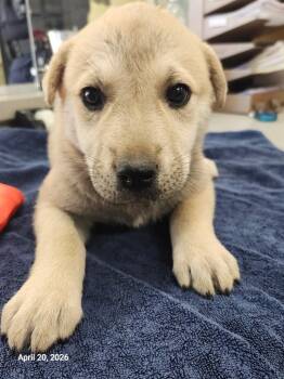 Mixed Breed Dogs Available for Adoption in Sapulpa, Oklahoma - Minerva | PetCurious