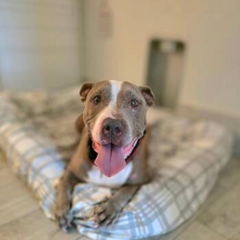 Briggs -  Mixed Breed Dog for Adoption in Port Charlotte, Florida - Briggs | PetCurious
