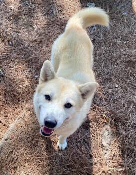 Cream Puff -  Shepherd Dog for Adoption in Little Rock, Arkansas - Cream Puff | PetCurious