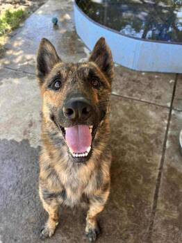 Nico fka Noodles located in MO -  Dutch Shepherd and Belgian Shepherd Malinois Dog for Adoption in Imlay City, Michigan - Nico Fka Noodles Located In MO | PetCurious