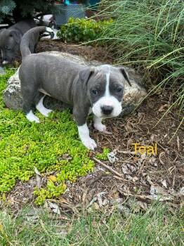 Teal -  Pit Bull Terrier Dog for Adoption in Denver, Colorado - Teal | PetCurious