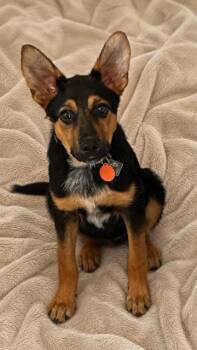 Deacon -  German Shepherd Dog Dog for Adoption in Seattle, Washington - Deacon | PetCurious
