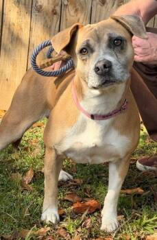 Rescue Basset Hound and Pit Bull Terrier Dogs for Adoption in Malvern, Pennsylvania - Chocolate | PetCurious