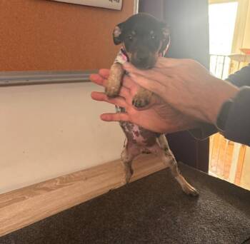 Rescue Australian Cattle Dog Blue Heeler and Rat Terrier Dogs for Adoption in Partlow, Virginia - Nina | PetCurious