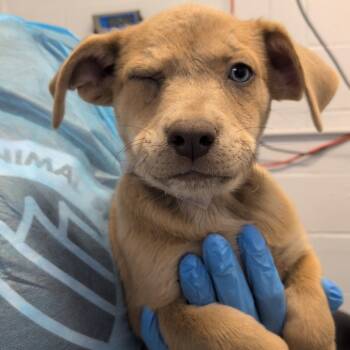 G.I. Joe -  Australian Cattle Dog Blue Heeler and American Staffordshire Terrier Dog for Adoption in Hattiesburg, Mississippi - G.I. Joe | PetCurious