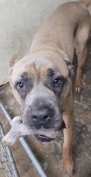 Lotus -  Cane Corso Dog for Adoption in Libby, Montana - Lotus | PetCurious