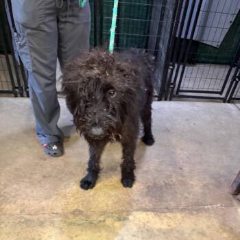 Stanley -  Standard Poodle and Black Labrador Retriever Dog for Adoption in Birmingham, Alabama - Stanley | PetCurious