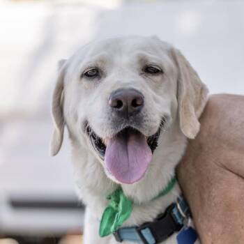 Caleb -  Labrador Retriever Dog for Adoption in San Diego, California - Caleb | PetCurious