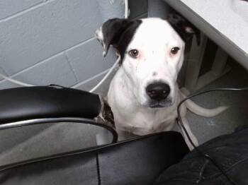 CHINO -  Pit Bull Terrier and Mixed Breed Dog for Adoption in Albuquerque, New Mexico - CHINO | PetCurious