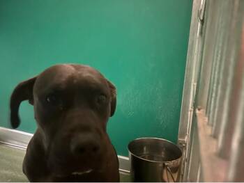 JADA -  Mixed Breed Dog for Adoption in West Palm Beach, Florida - JADA | PetCurious