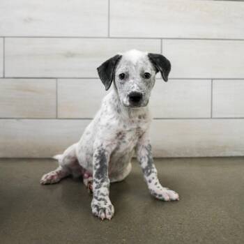 Ranger -  Cattle Dog Dog for Adoption in West Jordan, Utah - Ranger | PetCurious