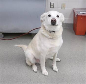 Labrador Retriever and Mixed Breed Dogs Available for Adoption - CEASAR | PetCurious