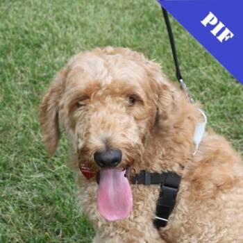 Dougie -  Standard Poodle and Mixed Breed Dog for Adoption in Elk Grove Village, Illinois - Dougie | PetCurious