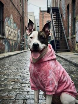 Mixed Breed Dogs Available for Adoption in Fountaintown, Indiana - Lili | PetCurious