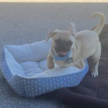 Gilligan -  Pug Dog for Adoption in Roseburg, Oregon - Gilligan | PetCurious