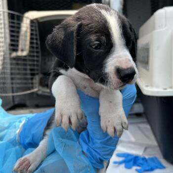 Tortellini -  Mixed Breed Dog for Adoption in Galveston, Texas - Tortellini | PetCurious