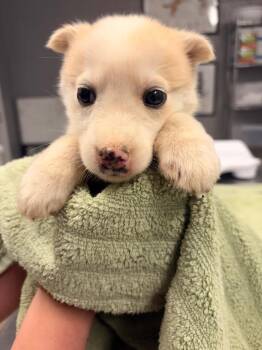 Husky and Mixed Breed Dogs Available for Adoption in Burnsville, North Carolina - Cohan | PetCurious