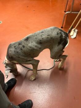 Paisley -  Great Dane Dog Available for Adoption in Douglasville, Georgia - Paisley | PetCurious