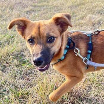 Rescue Chihuahua and Mixed Breed Dogs for Adoption in Carrollton, Texas - Ritz | PetCurious