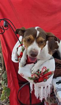 Beagle Dogs Available for Adoption - Alisha MV14101-T LOCAL Adoption Event In Marysville 2/20 And 2/2 | PetCurious