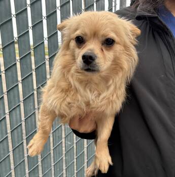 Chihuahua and Pomeranian Dogs Available for Adoption - Penny | PetCurious