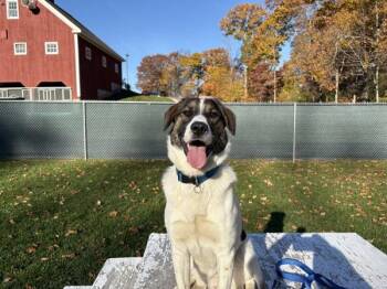 Ryder -  Shepherd Dog for Adoption in Stratham, New Hampshire - Ryder | PetCurious