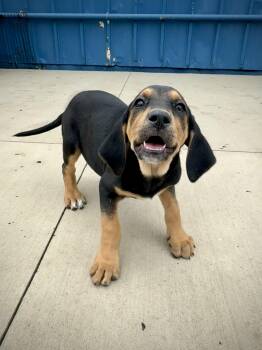 Black And Tan Coonhound Dogs Available for Adoption in Kalamazoo, Michigan - Katniss | PetCurious