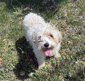 Mixed Breed Dogs Available for Adoption in Nashville, Tennessee - Q-Tip | PetCurious