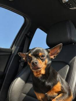 Chihuahua Dogs Available for Adoption in Phoenix, Arizona - Milo | PetCurious
