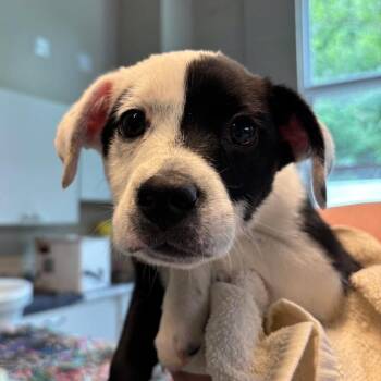 Rapunzel -  Mixed Breed Dog for Adoption in Huntington, West Virginia - Rapunzel | PetCurious