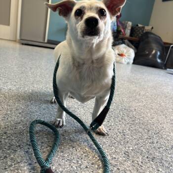 Poppy -  Chihuahua Dog for Adoption in Kansas City, Missouri - Poppy | PetCurious