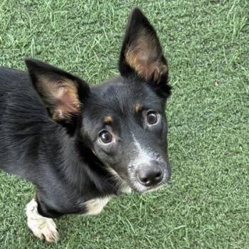 Dusk -  Chihuahua Dog for Adoption in Sacramento, California - Dusk | PetCurious