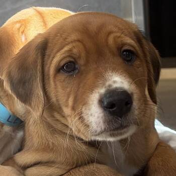 Trailseeker -  Mixed Breed Dog for Adoption in Cooperstown, New York - Trailseeker | PetCurious