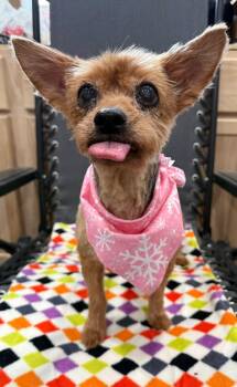Yorkshire Terrier Dogs Available for Adoption - Jersey | PetCurious