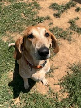 Remi -  English Coonhound Dog for Adoption in Berryville, Virginia - Remi | PetCurious