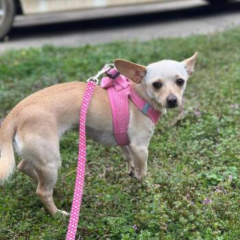 Chihuahua Dogs Available for Adoption - Zoie-Foster Home Needed | PetCurious