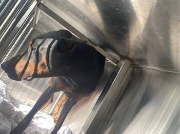 Doberman Pinscher Dogs Available for Adoption in Dallas, Texas - ADONIS | PetCurious