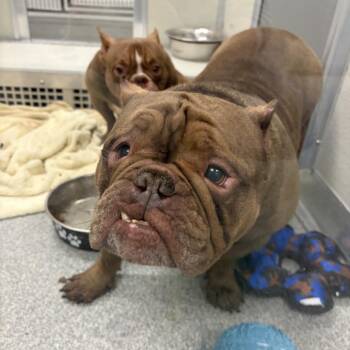 10 Piece Nugget -  French Bulldog Dog for Adoption in Oak Brook, Illinois - 10 Piece Nugget | PetCurious