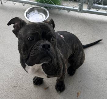 Hicks -  American Bulldog Dog for Adoption in Raleigh, North Carolina - Hicks | PetCurious