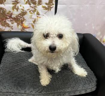 Clancy -  Bichon Frise Dog for Adoption in Salem, Oregon - Clancy | PetCurious