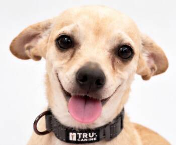 Felipe -  Chihuahua and Dachshund Dog for Adoption in Quail Heights, Florida - Felipe | PetCurious