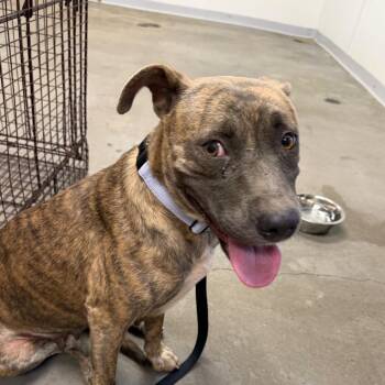 Marbles -  Terrier and Mixed Breed Dog for Adoption in Marshall, Texas - Marbles | PetCurious