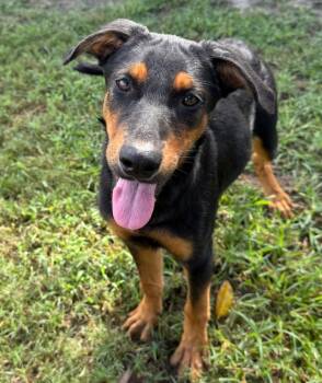 Giny -  German Shepherd Dog Dog for Adoption in Harrison, New York - Giny | PetCurious