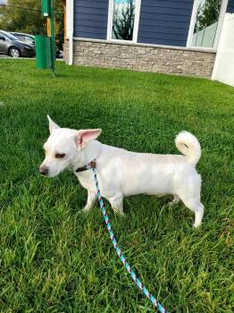 Rescue Corgi Dogs for Adoption in Goshen, Kentucky - Gizmo | PetCurious