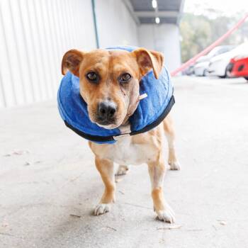 Mixed Breed Dogs Available for Adoption - Pupcorn | PetCurious