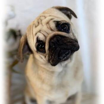 Pug Dogs Available for Adoption in Tulsa, Oklahoma - Canto | PetCurious