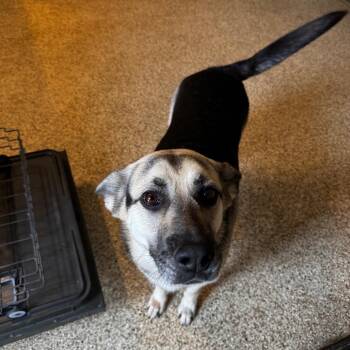 Blair -  Shepherd and Mixed Breed Dog for Adoption in Brownsboro, Alabama - Blair | PetCurious
