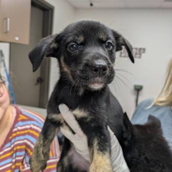 Kammy Kam -  Shepherd and Mixed Breed Dog for Adoption in Hattiesburg, Mississippi - Kammy Kam | PetCurious