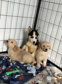 Bowen -  Husky Dog for Adoption in Lakeland, Florida - Bowen | PetCurious